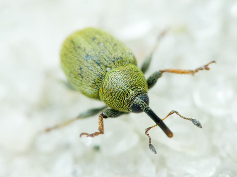 Sibinia tibialis Gyllenhal, 1836